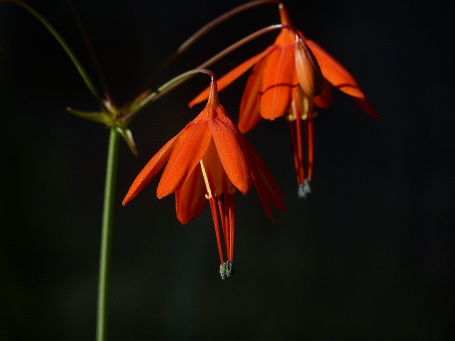 墨西哥珊瑚坠子(Bessera elegans)~