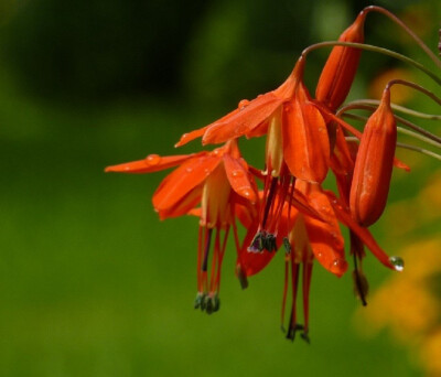 墨西哥珊瑚坠子(Bessera elegans)~