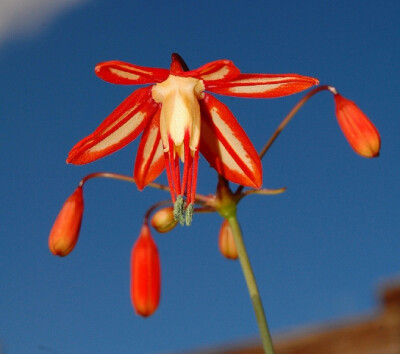 墨西哥珊瑚坠子(Bessera elegans)~