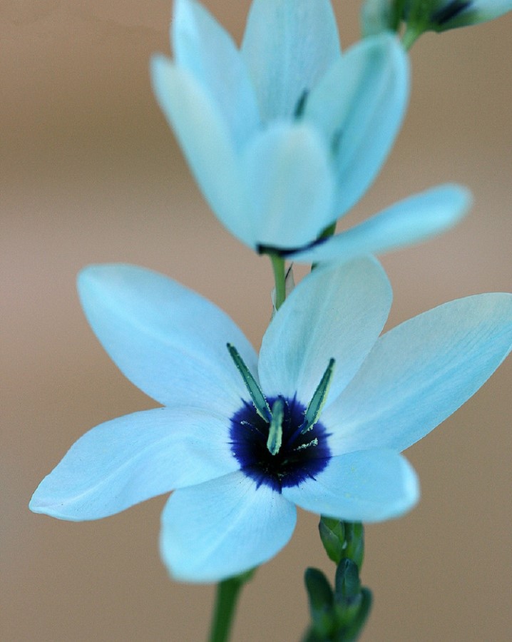 绿松石鸢尾(Ixia viridiflora)~