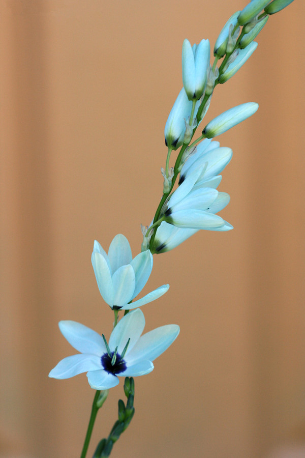 绿松石鸢尾(Ixia viridiflora)~