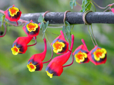 三色旱金莲(Tropaeolum tricolor)~