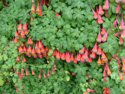 三色旱金莲(Tropaeolum tricolor)~