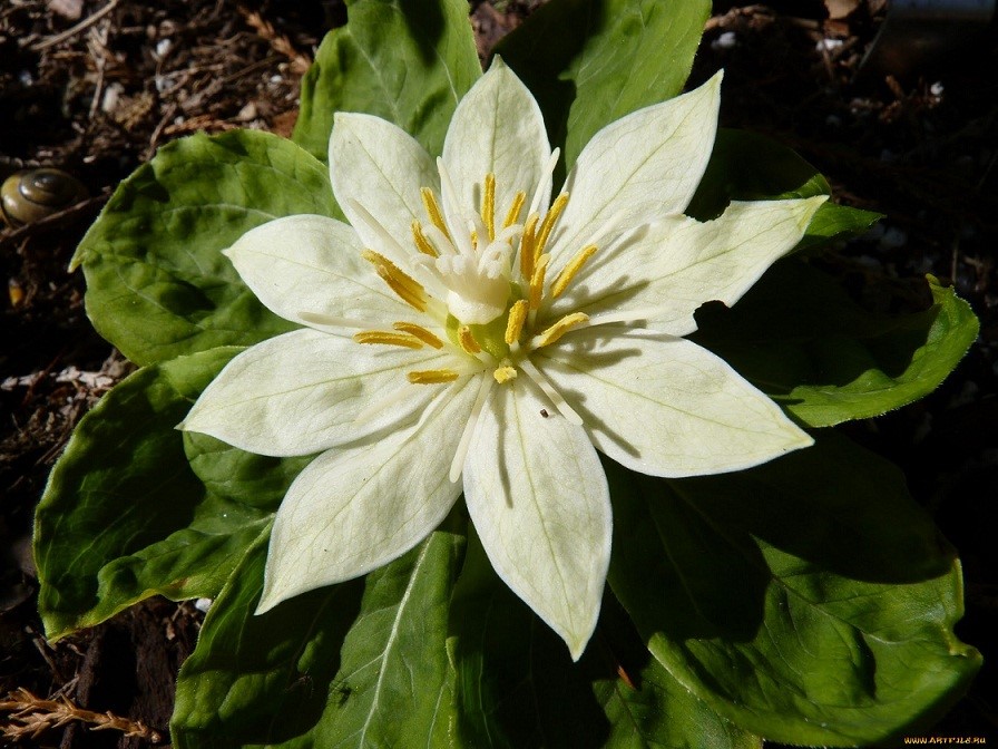 日本重楼(Paris japonica)~来自人人小站——宿根❀球根花卉魅力❀~