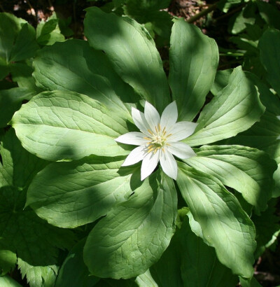 日本重楼(Paris japonica)~来自人人小站——宿根❀球根花卉魅力❀~