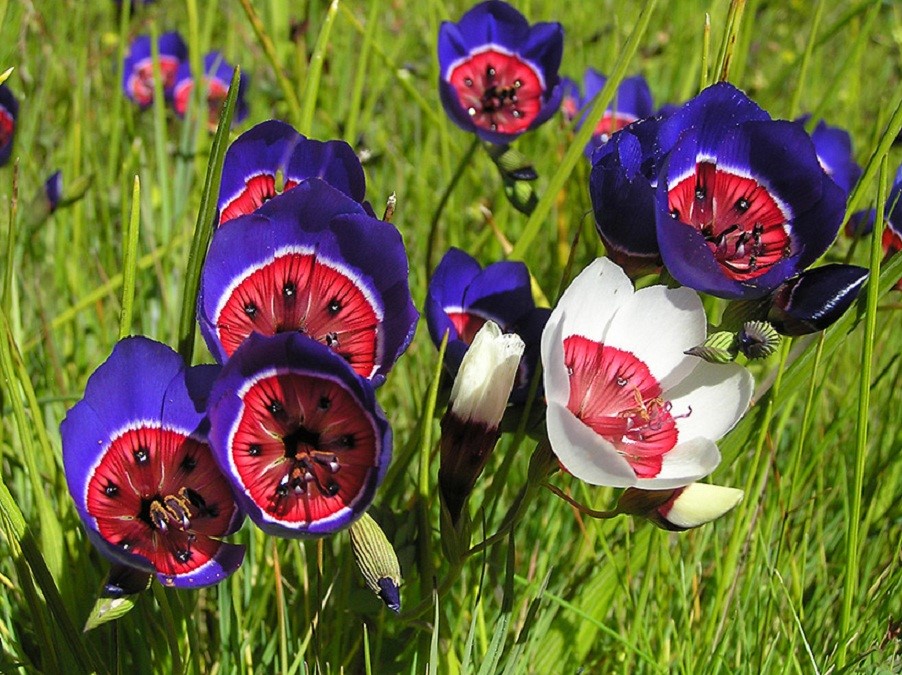 酒杯花(Geissorhiza radians)~