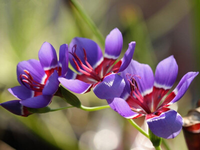 酒杯花(Geissorhiza radians)~