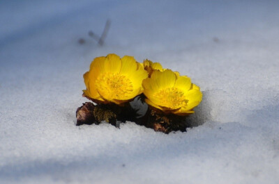 福寿草(Adonisamurensis)~