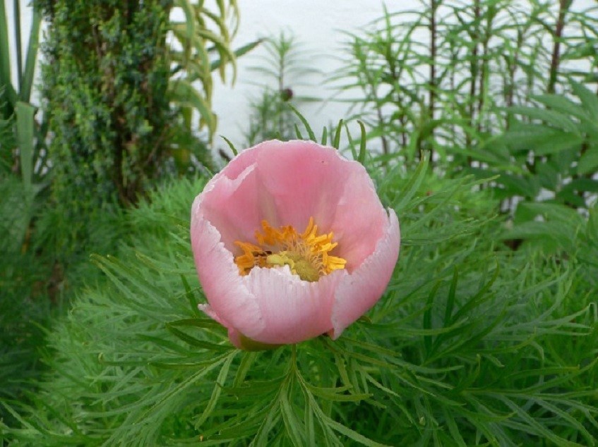 细叶芍药(Paeonia tenuifolia)~