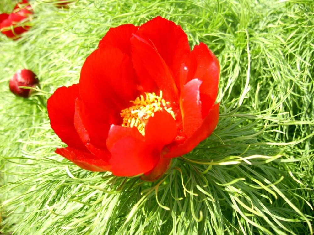 细叶芍药(Paeonia tenuifolia)~