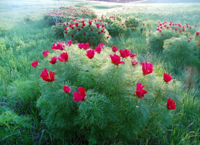 细叶芍药(Paeonia tenuifolia)~