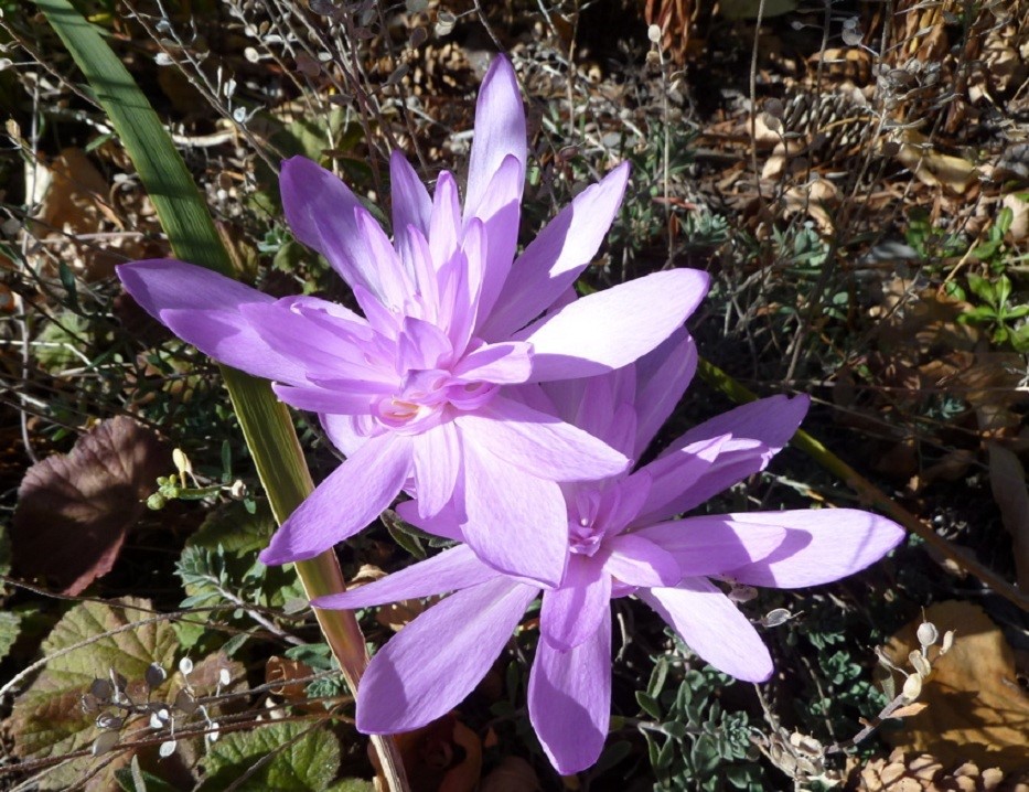 睡莲秋水仙（Colchicum Waterlily）~来自人人小站——宿根❀球根花卉魅力❀~