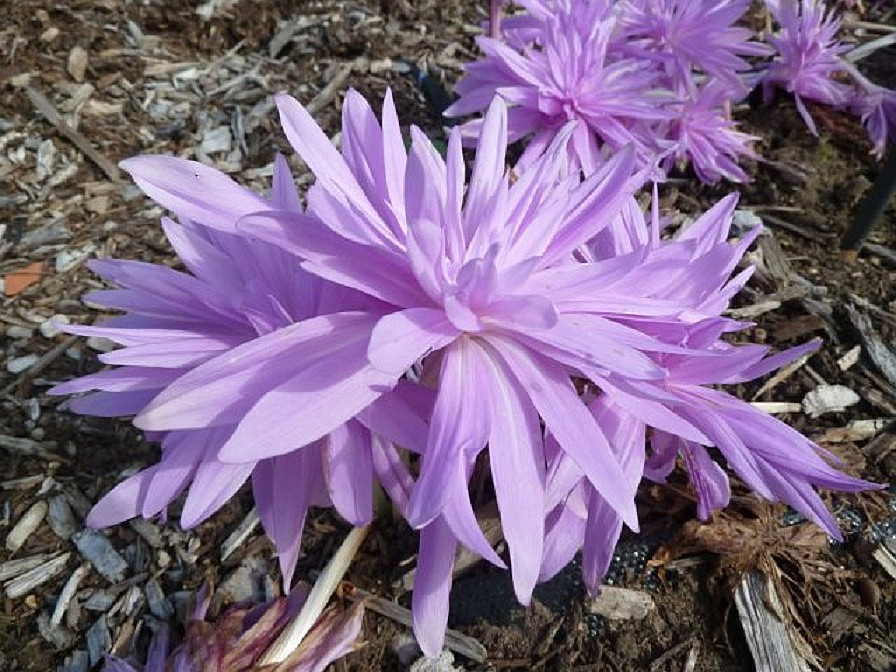 睡莲秋水仙（Colchicum Waterlily）~来自人人小站——宿根❀球根花卉魅力❀~