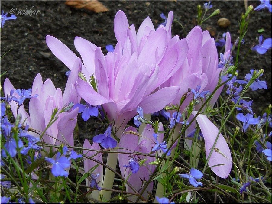 睡莲秋水仙（Colchicum Waterlily）~来自人人小站——宿根❀球根花卉魅力❀~