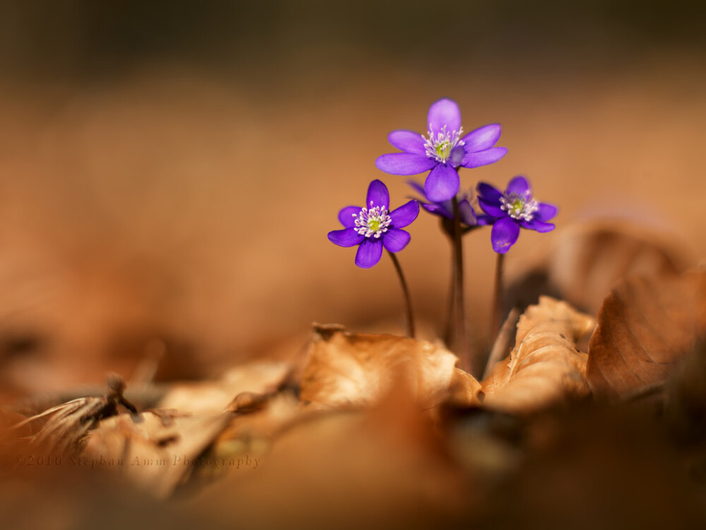 雪割草(Hepatica nolilis)~