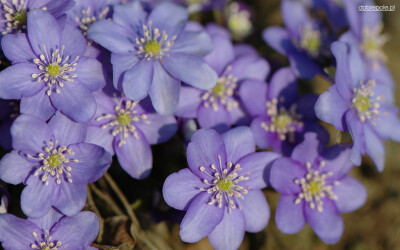 雪割草(Hepatica nolilis)~