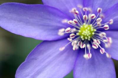 雪割草(Hepatica nolilis)~