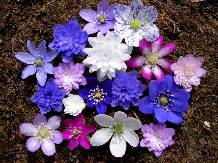 雪割草(Hepatica nolilis)~