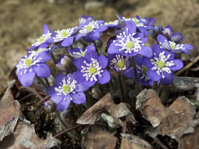 雪割草(Hepatica nolilis)~