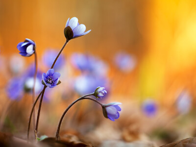 雪割草(Hepatica nolilis)~