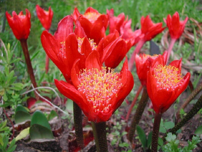 血莲(Haemanthus coccineus)~