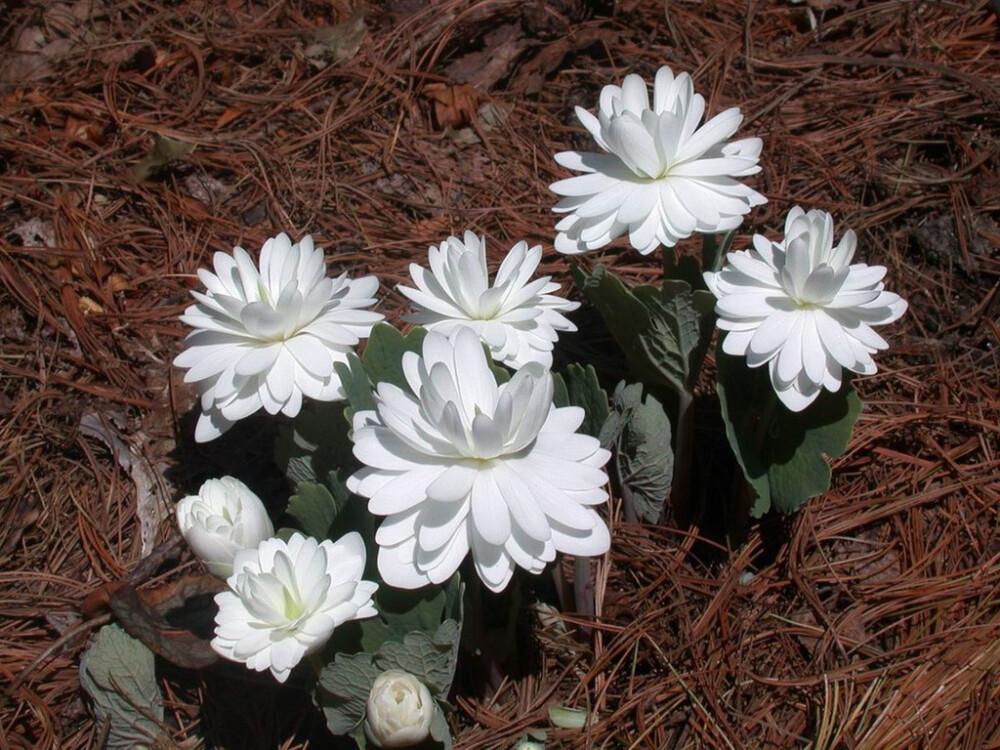 重瓣血根草(sanguinaria canadensis【multiplex】)