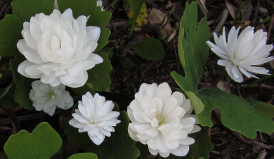 重瓣血根草(Sanguinaria canadensis【multiplex】)~