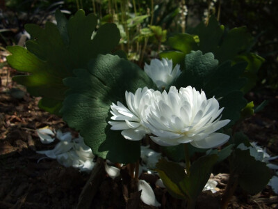 重瓣血根草(Sanguinaria canadensis【multiplex】)~