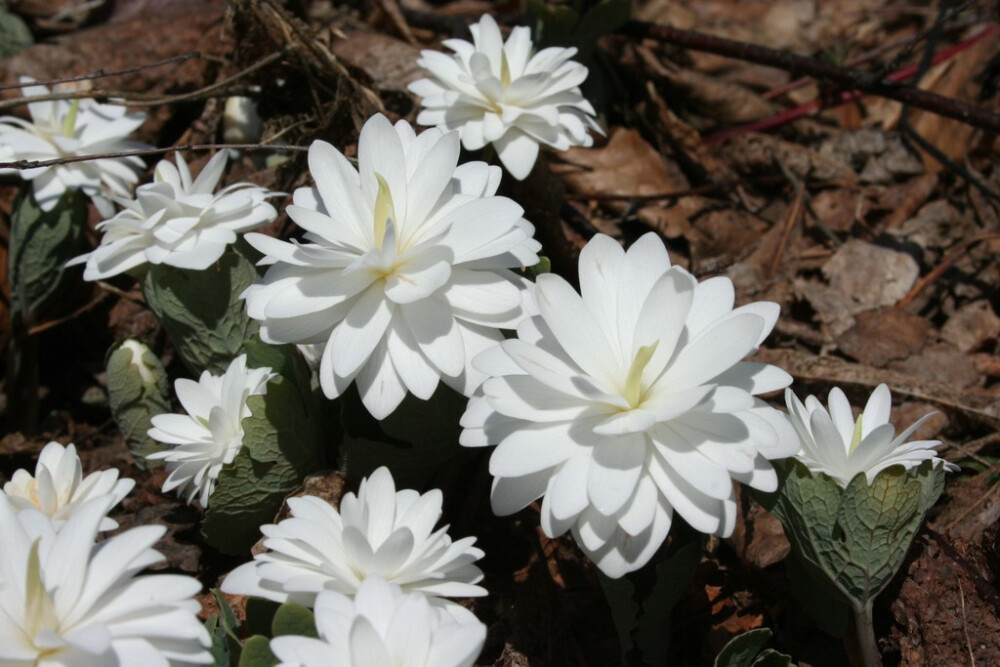 重瓣血根草(Sanguinaria canadensis【multiplex】)~