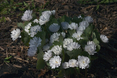 重瓣血根草(Sanguinaria canadensis【multiplex】)~