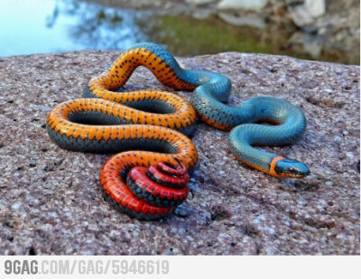 What do you think of the regal ringneck snake?