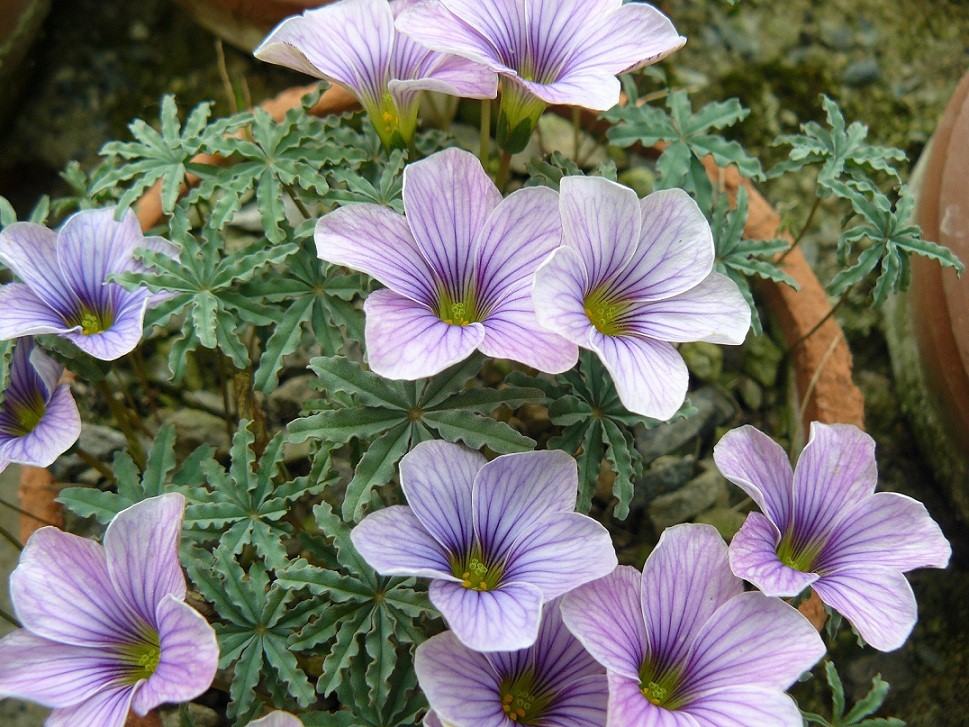 花边酢浆草(Oxalis laciniata)~