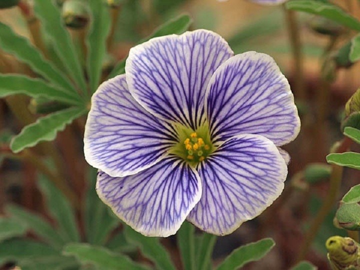 花边酢浆草(Oxalis laciniata)~