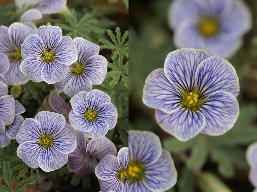 花边酢浆草(Oxalis laciniata)~