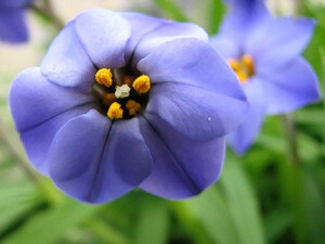 花韭(Ipheion uniflorum )~