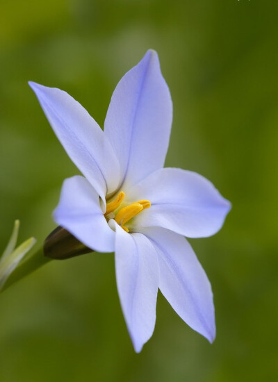 花韭(Ipheion uniflorum )~