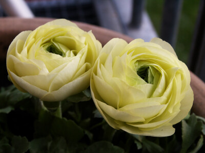 花毛茛(Ranunculus asiaticus)~