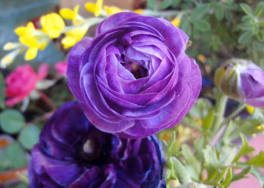 花毛茛(Ranunculus asiaticus)~