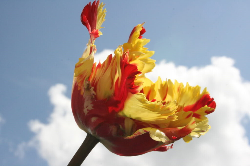 鹦鹉郁金香(Parrot tulips)~
