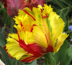 鹦鹉郁金香(Parrot tulips)~