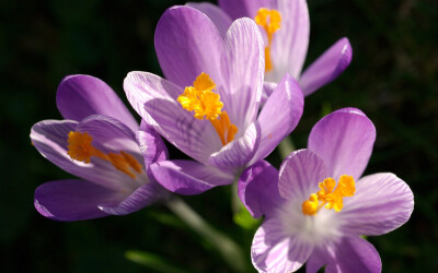 番红花(Crocus)~