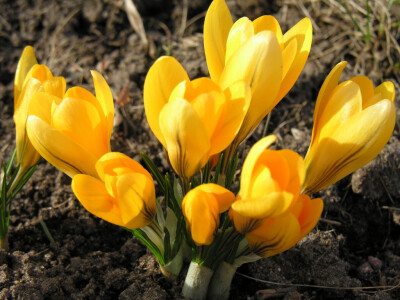 番红花(Crocus)~