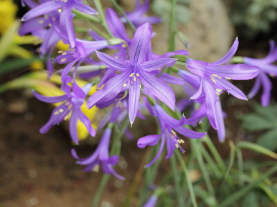 鸢尾蒜(Ixioiirion tataricum)~