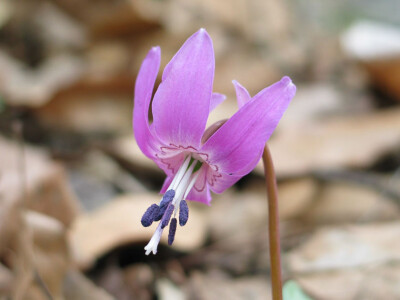 猪牙花(Erythronium)~