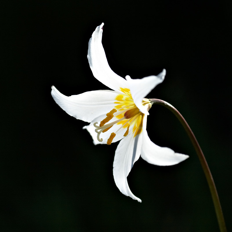 猪牙花(Erythronium)~