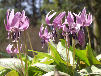 猪牙花(Erythronium)~