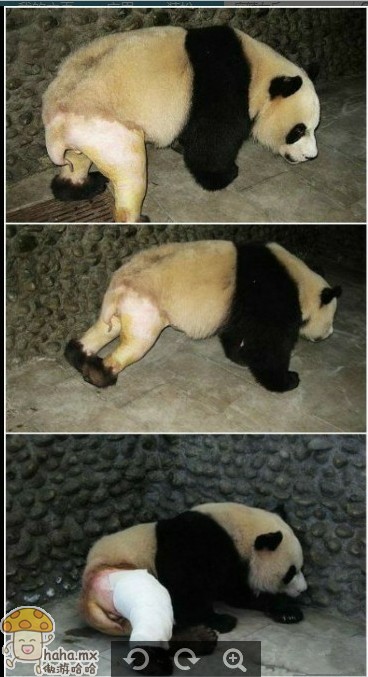 熊猫米有裤子