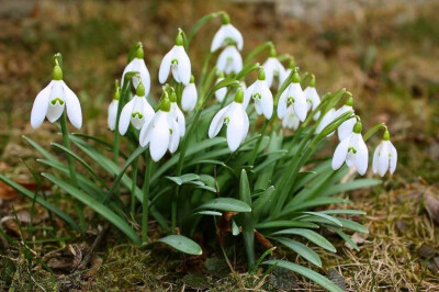 雪滴花(Galanthus niwalis)~来自人人小站——宿根❀球根花卉魅力❀~