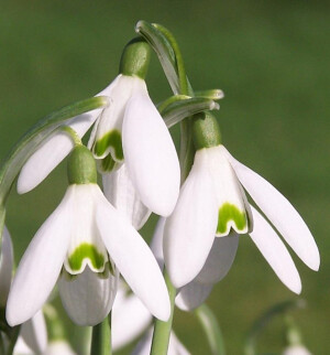 雪滴花(Galanthus niwalis)~来自人人小站——宿根❀球根花卉魅力❀~