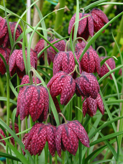 贝母(Fritillaria)~